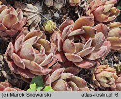 Sempervivum Granat