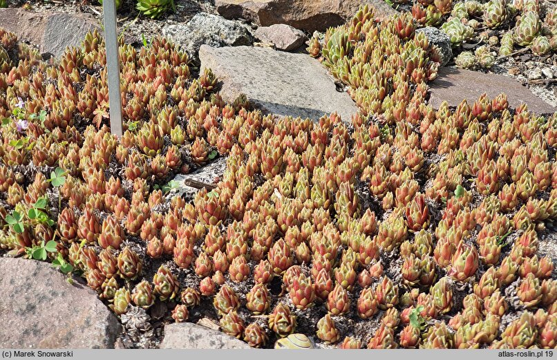 Sempervivum arachnoideum Minor