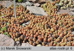 Sempervivum arachnoideum Minor