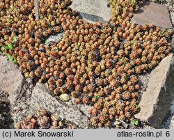 Sempervivum arachnoideum Minor