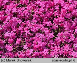 Phlox subulata McDaniel's Cushion