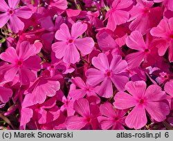 Phlox subulata McDaniel's Cushion