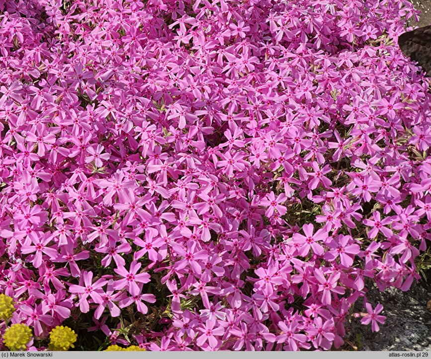 Phlox subulata Nettleton Variation