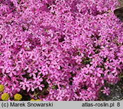 Phlox subulata Nettleton Variation