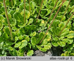 Saxifraga ×urbium Aureopunctata