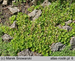 Saxifraga ×urbium Aureopunctata