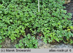 Geranium dalmaticum (bodziszek dalmatyński)