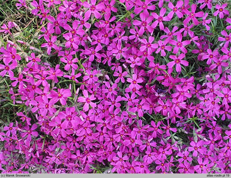 Phlox subulata Rotraut