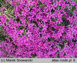 Phlox subulata Rotraut