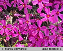 Phlox subulata Rotraut