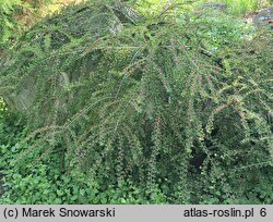 Cotoneaster horizontalis (irga pozioma)