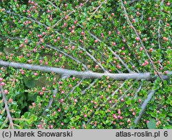 Cotoneaster horizontalis (irga pozioma)