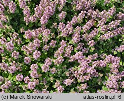 Ajuga reptans Rosea