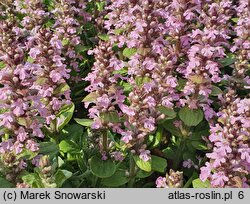 Ajuga reptans Rosea