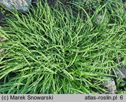 Allium tuberosum (czosnek bulwiasty)