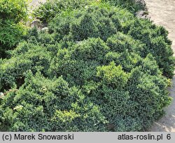 Juniperus squamata Blue Star