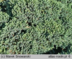 Juniperus squamata Blue Star