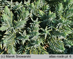 Juniperus squamata Blue Star