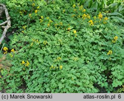 Corydalis lutea (kokorycz żółta)