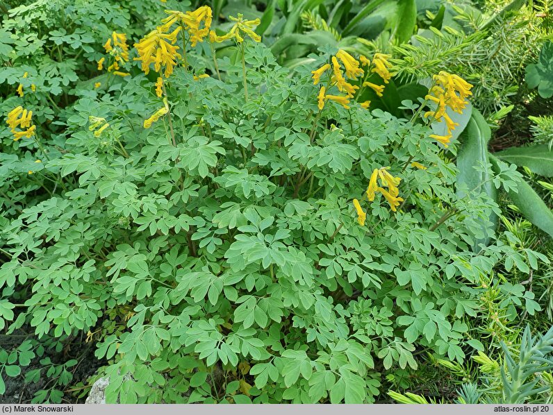 Corydalis lutea (kokorycz żółta)