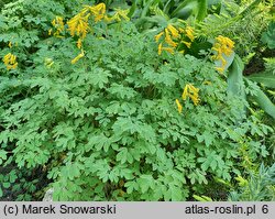 Corydalis lutea (kokorycz żółta)