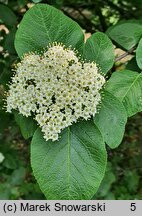 Viburnum schensianum