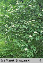 Viburnum schensianum