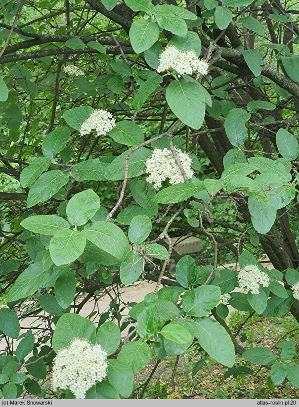 Viburnum schensianum