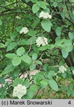 Viburnum schensianum