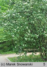 Viburnum schensianum