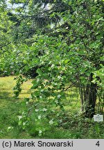 Crataegus douglasii (głóg Douglasa)