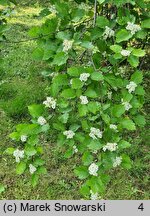 Crataegus douglasii (głóg Douglasa)