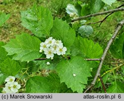 Crataegus douglasii (głóg Douglasa)