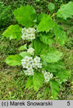 Crataegus douglasii (głóg Douglasa)