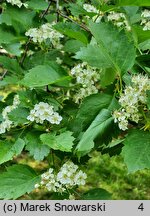 Crataegus douglasii (głóg Douglasa)