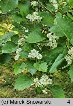 Crataegus douglasii (głóg Douglasa)