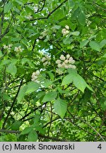 Staphylea colchica (kłokoczka kaukaska)