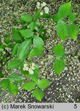 Staphylea colchica (kłokoczka kaukaska)