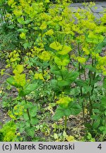 Smyrnium perfoliatum