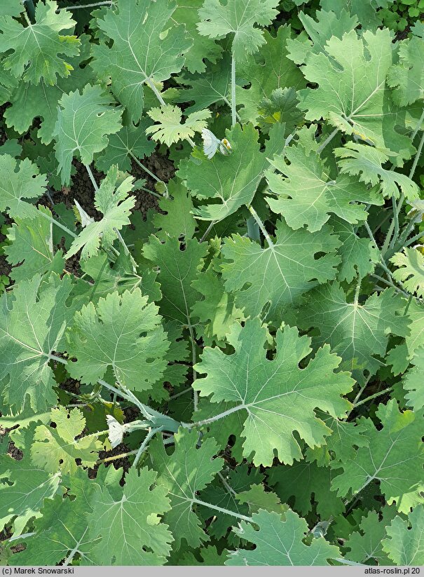 Macleaya ×kewensis