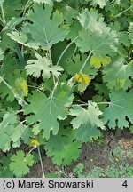 Macleaya ×kewensis