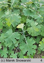 Macleaya ×kewensis