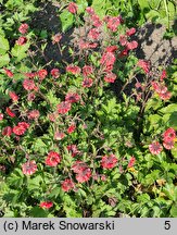 Geum Flames of Passion