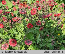 Geum Flames of Passion