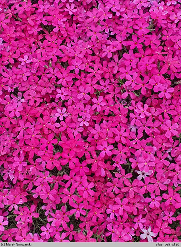 Phlox subulata Gypsys Blood