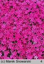 Phlox subulata Gypsys Blood