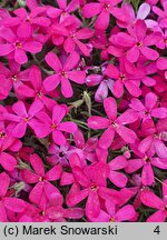 Phlox subulata Gypsys Blood