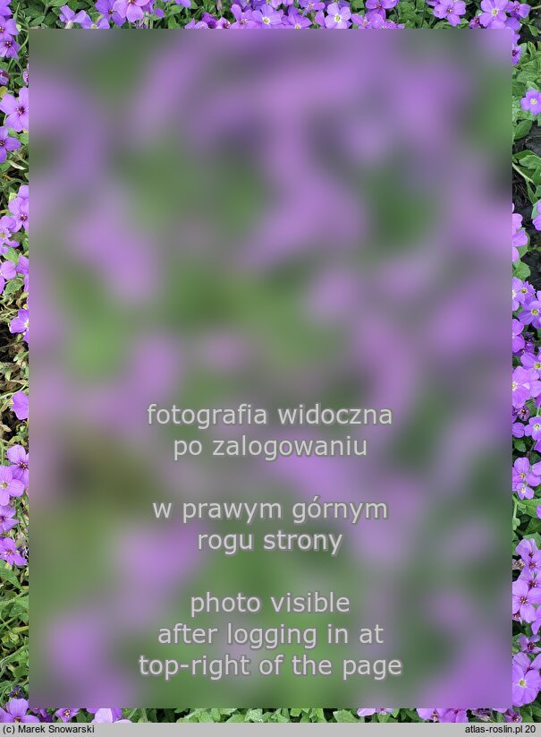 Aubrieta parviflora