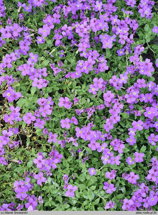 Aubrieta parviflora