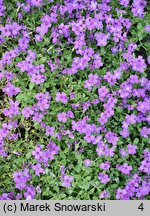 Aubrieta parviflora